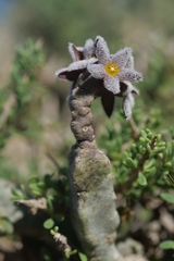 Ceropegia burchardii image