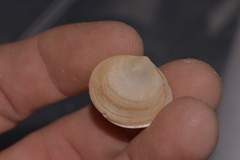 Semele carnicolor