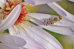 Dioxyna picciola