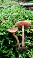 Hebeloma nanum