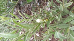 Distimake tomentosus