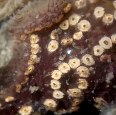 Botrylloides diegensis