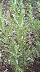 Distimake tomentosus