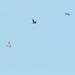 Hieraaetus morphnoides