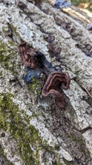 Punctularia strigosozonata