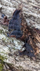 Punctularia strigosozonata