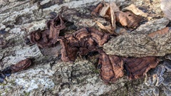 Punctularia strigosozonata
