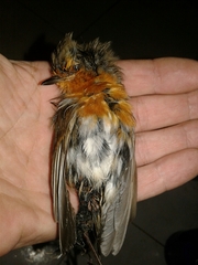 Erithacus rubecula rubecula