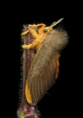 Megalopyge basalis