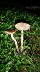 Hebeloma nanum