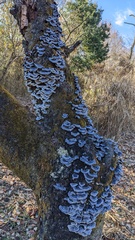 Trametes versicolor