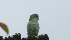 Forpus conspicillatus