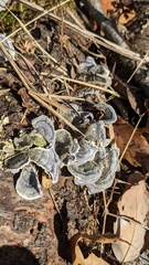 Trametes versicolor