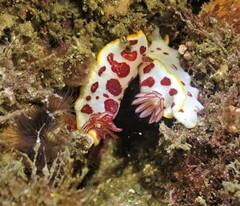 Goniobranchus splendidus