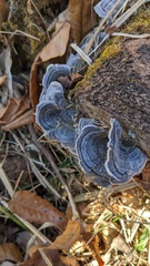 Trametes versicolor