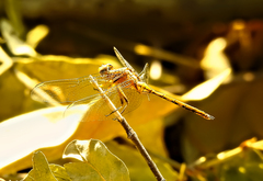 Orthetrum chrysostigma