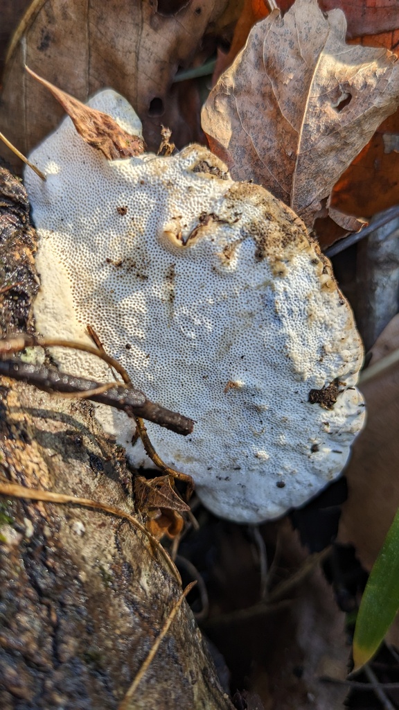 Trametes orientalis · December 2022 · photo: © atsushi_nakajima_cirque (iNaturalist, cc-by)