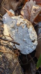 Trametes orientalis
