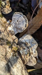 Trametes orientalis