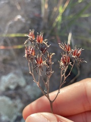 Dudleya cymosa