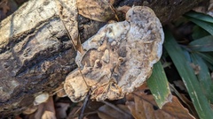 Trametes orientalis