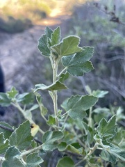 Malacothamnus fasciculatus nuttallii