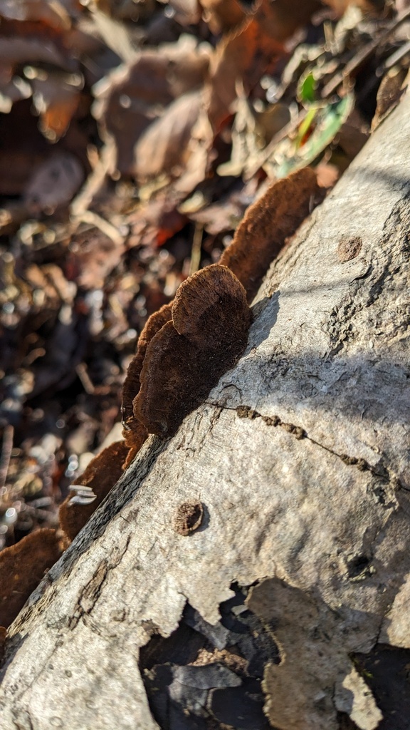 Fuscoporia gilva · December 2022 · photo: © atsushi_nakajima_cirque (iNaturalist, cc-by)