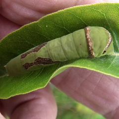 Papilio demodocus demodocus
