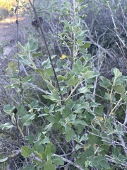 Malacothamnus fasciculatus nuttallii