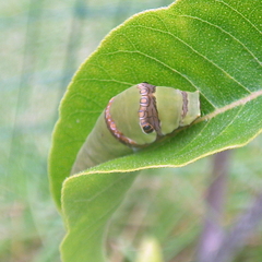 Papilio demodocus demodocus