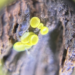 Chlorosplenium chlora