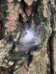 Araneae
