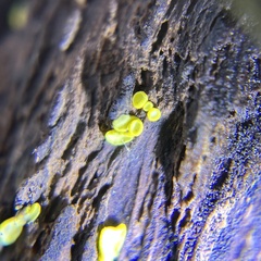 Chlorosplenium chlora