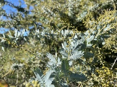 Acacia baileyana