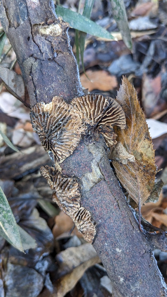 Daedaleopsis styracina · December 2022 · photo: © atsushi_nakajima_cirque (iNaturalist, cc-by)