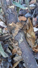 Daedaleopsis styracina