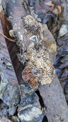 Daedaleopsis styracina