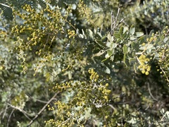 Acacia baileyana