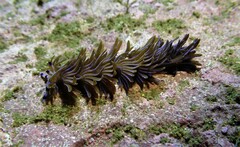 Pteraeolidia ianthina