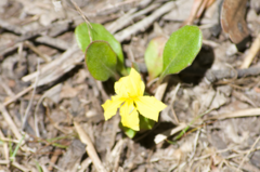 Goodenia lanata