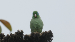 Forpus conspicillatus