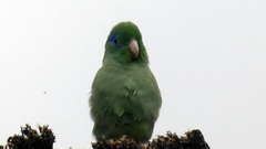 Forpus conspicillatus