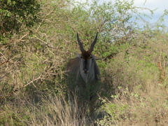 Tragelaphus oryx pattersonianus