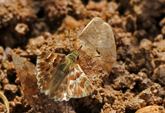 Muschampia stauderi