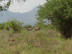 Tragelaphus oryx pattersonianus