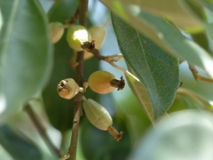 Elaeagnus conferta