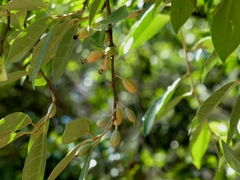 Elaeagnus conferta