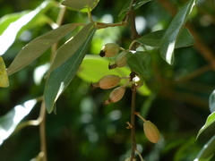 Elaeagnus conferta