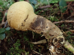 Lycoperdon spadiceum