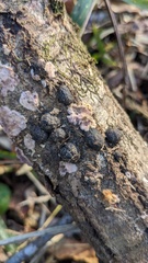 Annulohypoxylon truncatum